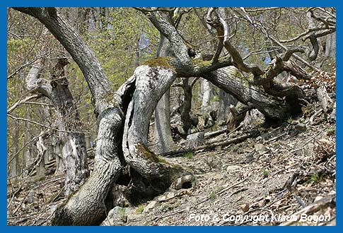 Urige Baumveteranen haben die Jahrhunderte überdauert.