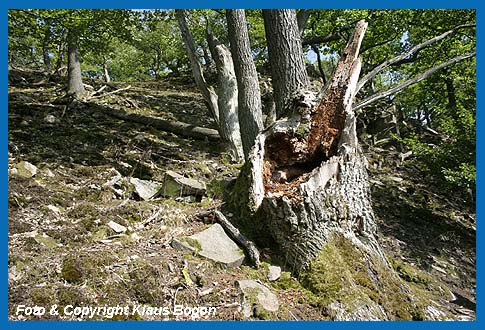 Nachdem die morsche Eiche vom Sturm gefällt wurde, bietet der übriggebliebene Wurzelstock noch viele Jahre den Hirschkäferlarven eine Nahrungsgrundlage.