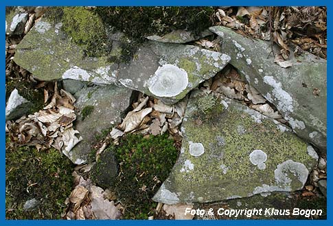 Die Grauwackeplatten an der Blockhalde sind im Laufe der Jahrzehnte von Krustenflechten überzogen wurden.