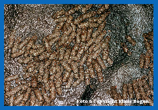 Ansammlung von Köscherfliegenlarvengehäusen unter einer Steinplatte