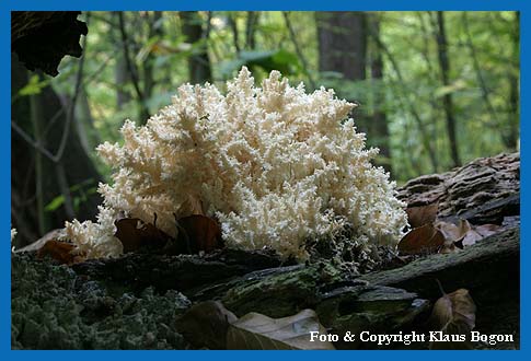 stige Stachelbart-Koralle (Hericium ramosum) ein seltener Pilz im Nationalpark Kellerwald