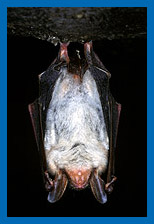 Gr. Mausohr (Myotis myotis) tiefschlafend an der Höhlendecke hängend