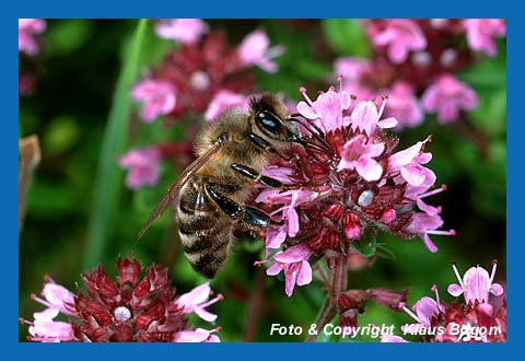 Honigbiene sammelt Nektar von Thymianblten