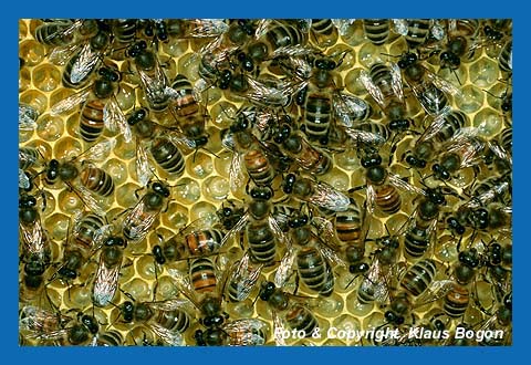 Pflegebienen auf einer Brutwabe mit offener Brut