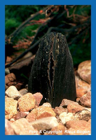 60 bis 80 Jahre knnen Fluperlmuscheln alt werden. Durch Wasserverschmutzung fast ausgestorben.