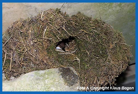 Brütendes Wasseramsel-Weibchen schaut aus dem Nest.