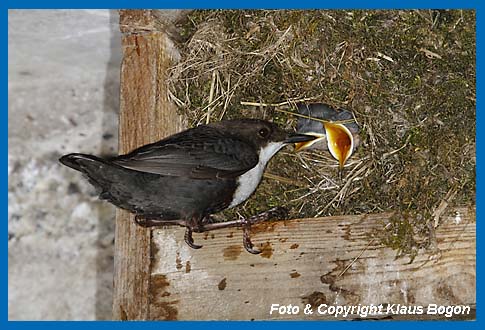 Nach der Fütterung wartet der Altvogel  darauf,  dass ein Jungvogel den Kotballen absetzt.
