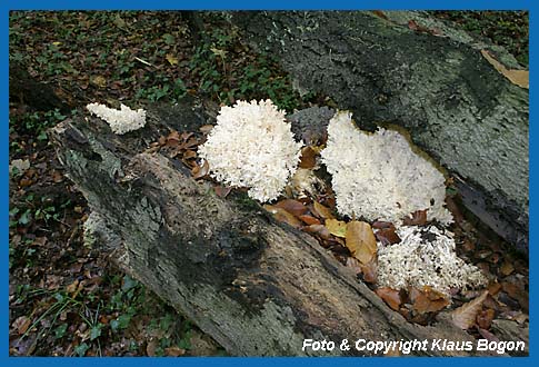 Ästiger Stachelbart  (Hericium coralloides)