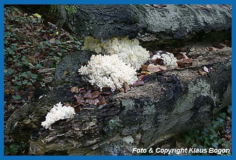 Ästiger Stachelbart  (Hericium coralloides)