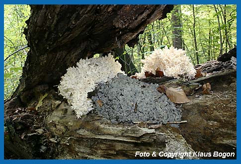 Ästiger Stachelbart  (Hericium coralloides), Verschiedene Altersstufen bis zum Zerfall (Graues Exemplar). Bild 2