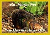 Bachmuschel