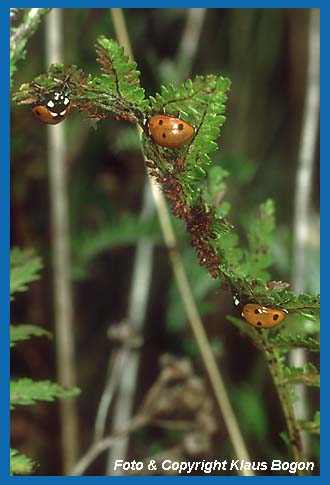 Siebenpunkt-Marienkäfer fressen Blattläuse.